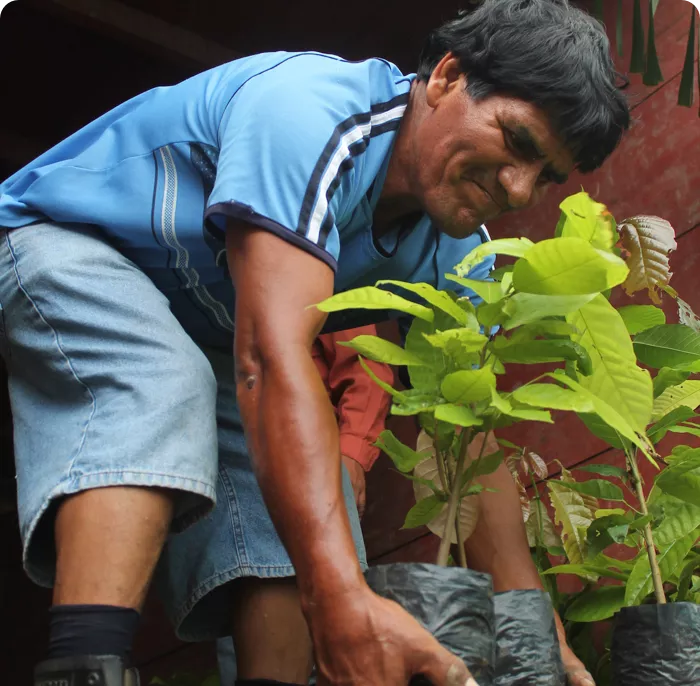man planting trees